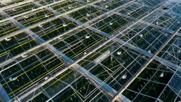 Vista superior aérea de la planta de invernadero venlo o holandés - Imágenes, Vídeo