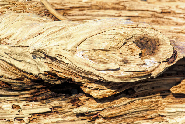 Driftwood colors and paterns in natural format shapes - Photo, Image