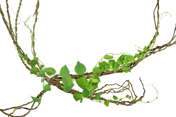 vid circular en las raíces. Uva Bush o cayratia silvestre de tres hojas (Cayratia trifolia) liana arbusto de planta de hiedra, borde de la selva marco de la naturaleza, aislado sobre fondo blanco con ruta de recorte incluido - Foto, imagen