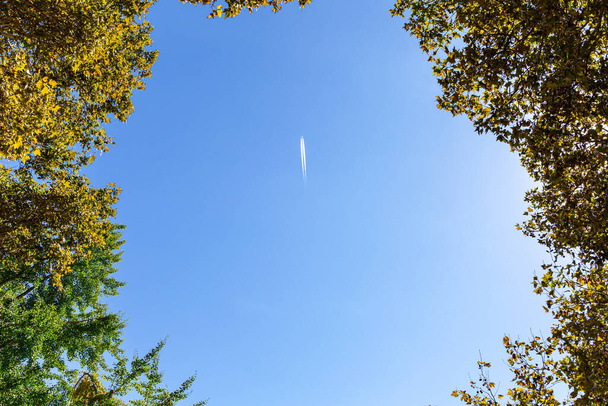 Самолет летит высоко в голубом небе. Фотография была сделана снизу вверх через короны деревьев. - Фото, изображение