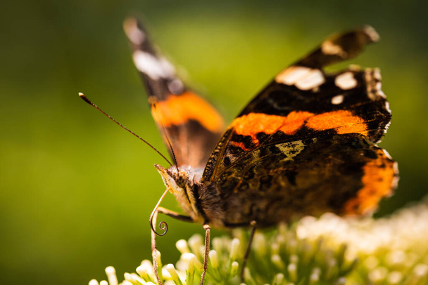 Closeup of Vanessa atalanta, the red admiral or, the red admirable butterfly on flower. Pollinating insects theme, selective focus - Photo, Image