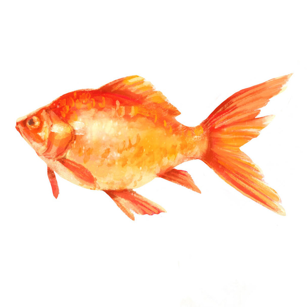 Acquerello pesci d'oro isolato su sfondo bianco. Illustrazione disegnata a mano. - Foto, immagini