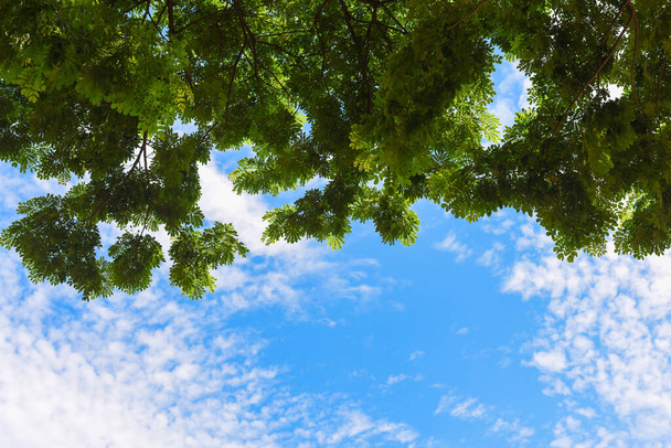 Feuilles vertes et ciel bleu avec lumière du soleil en saison estivale.Vue jusqu'au sommet d'un énorme platane en journée ensoleillée bleue. - Photo, image