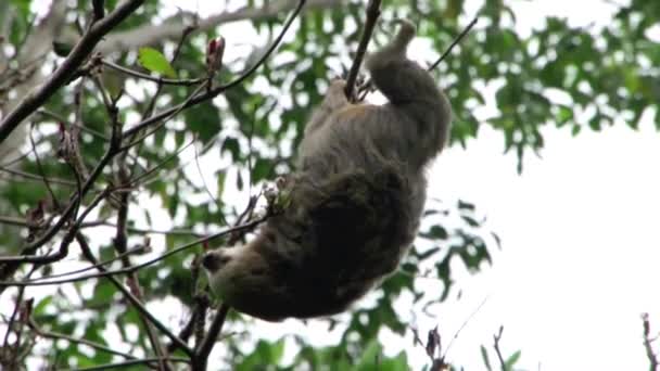 Kosta Rika 'da ağaçta tembellik - Video, Çekim