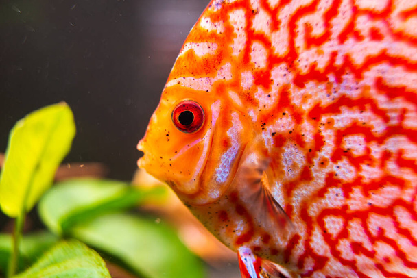 Kırmızı, Orange Discus balığı akvaryuma yakın çekim yapıyor. Balıkçılık teması. - Fotoğraf, Görsel