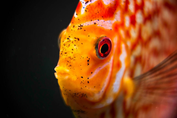 水族館では、赤、オレンジの円盤魚の詳細を閉じます。釣りをテーマに. - 写真・画像