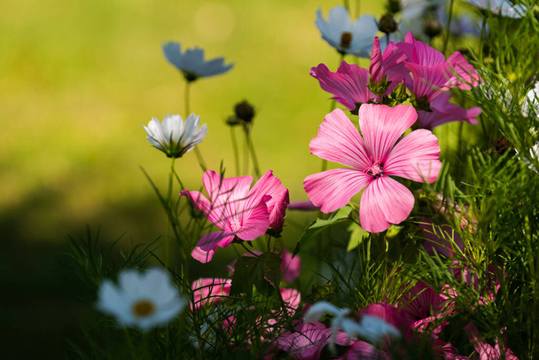 Bella Rosa malva silvestris fiore in giardino su sfondo naturale. Tema floreale - Foto, immagini