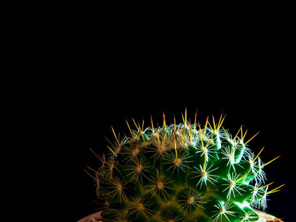 Kaktusové druhy Mammillaria izolované na černém pozadí - Fotografie, Obrázek