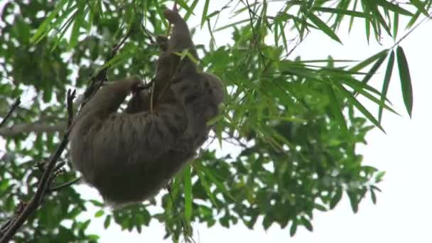 Dwupalczasty leniwiec przenosi się na inne drzewo. - Materiał filmowy, wideo