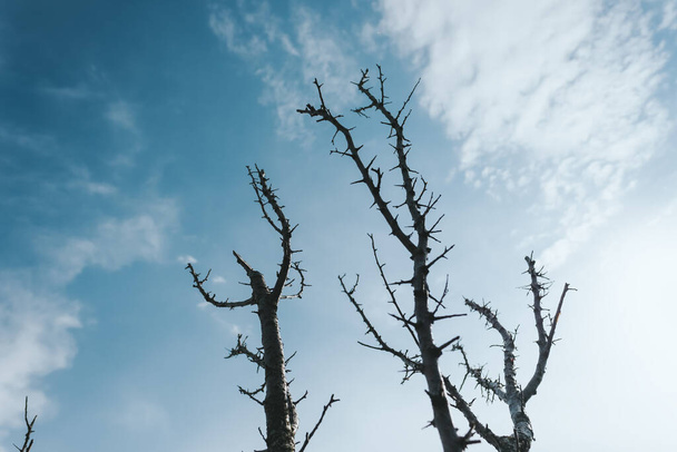 Suché suché větve stromů a modrá obloha s mraky. Pojem znečištění životního prostředí a negativní dopad člověka na přírodu. Kvalitní fotografie - Fotografie, Obrázek