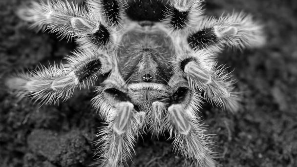 harige tarantula wachtend op zijn prooi, macro fotografie. Deze afschuwelijke giftige spin is een verschrikkelijk roofdier voor insecten en kleine dieren in de tropische jungle van Thailand. - Foto, afbeelding