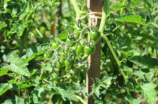 Sonbaharın sonlarında bir serada haşerelerin ve hastalıkların saldırdığı küçük yeşil bir domates.. - Fotoğraf, Görsel