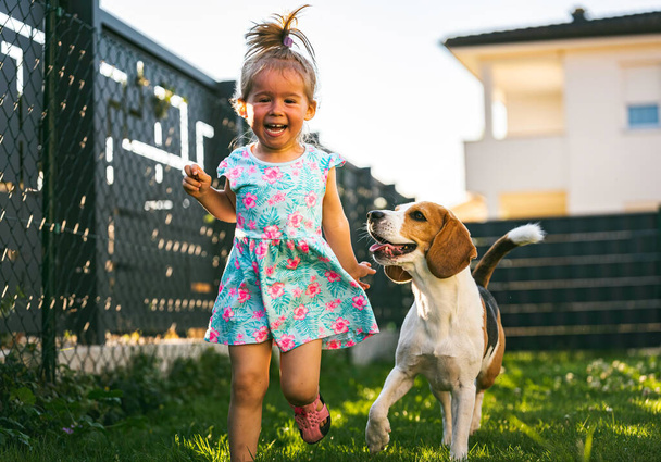 Tyttö juoksee beagle-koiran kanssa takapihalla kesäpäivänä. Kotieläin lasten kanssa käsite. Koira jahtaa 2-3 vuotias, juoksee jälkeen hoitoon. - Valokuva, kuva
