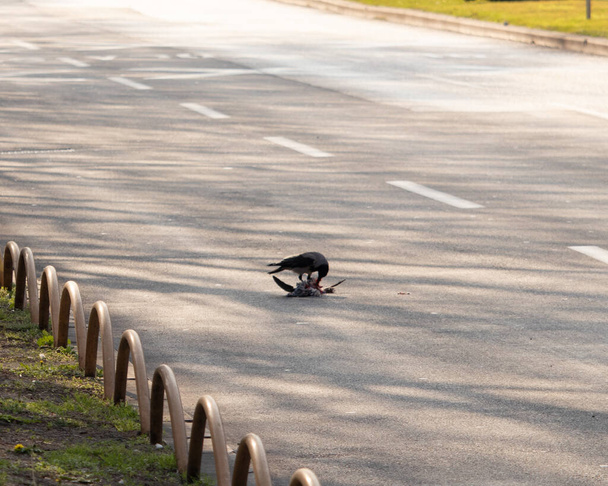 Kruk jedzący zwłoki martwego ptaka, stojącego na ruchliwej publicznej ulicy. Centrum Splitu, Chorwacja. Dziwny miejski scenariusz, straszne otoczenie - Zdjęcie, obraz