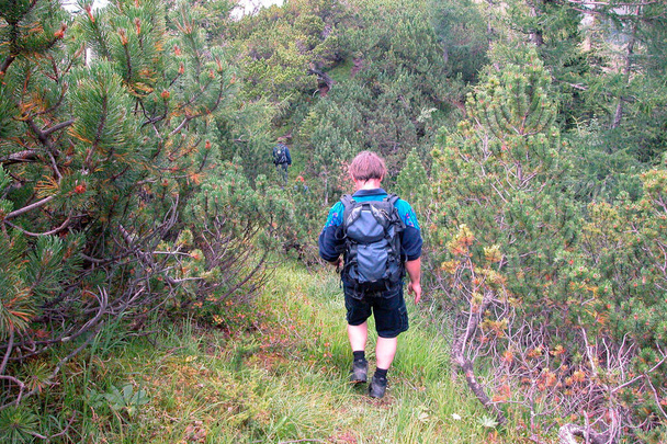 escursionismo con zaino a piedi un sentiero nel bosco nelle Alpi - Foto, immagini