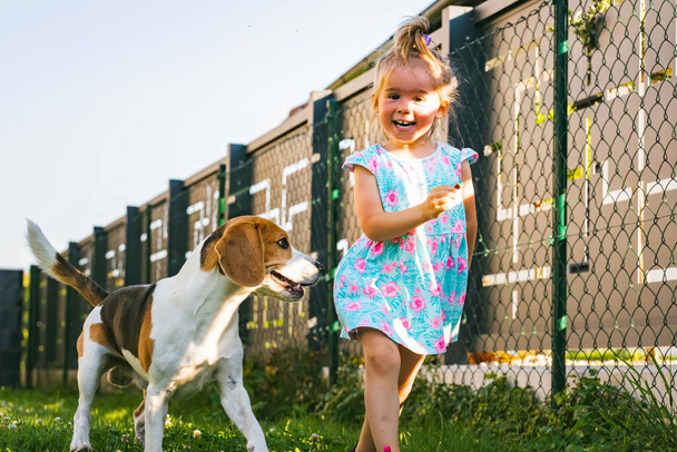 Tyttö juoksee beagle-koiran kanssa takapihalla kesäpäivänä. Kotieläin lasten kanssa käsite. Koira jahtaa 2-3 vuotias, juoksee jälkeen hoitoon. - Valokuva, kuva