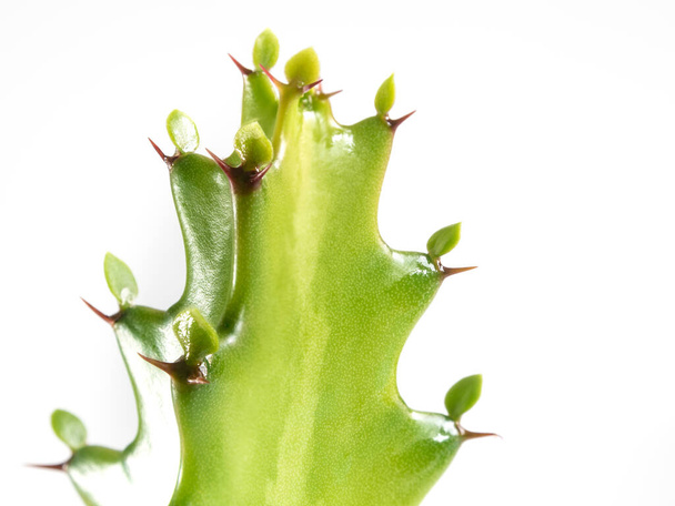 Świeżość zielony pączek Euphorbia lactea, izolowane soczyste roślin na białym tle - Zdjęcie, obraz