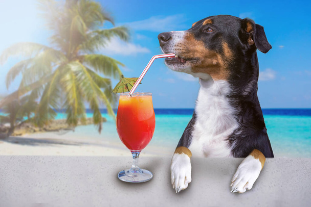 夏休みにはカクテルドリンク犬ビーチクラブバー - 写真・画像