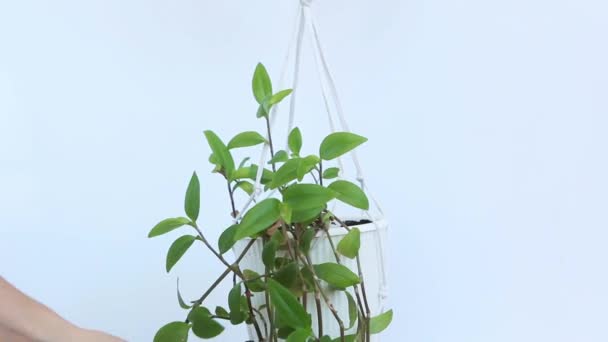 Care for home plants. A flower in a white pot on a white background is suspended on a macrame plant hanger. Women's hands adjust the leaves Tradescantia. High quality footage - Footage, Video