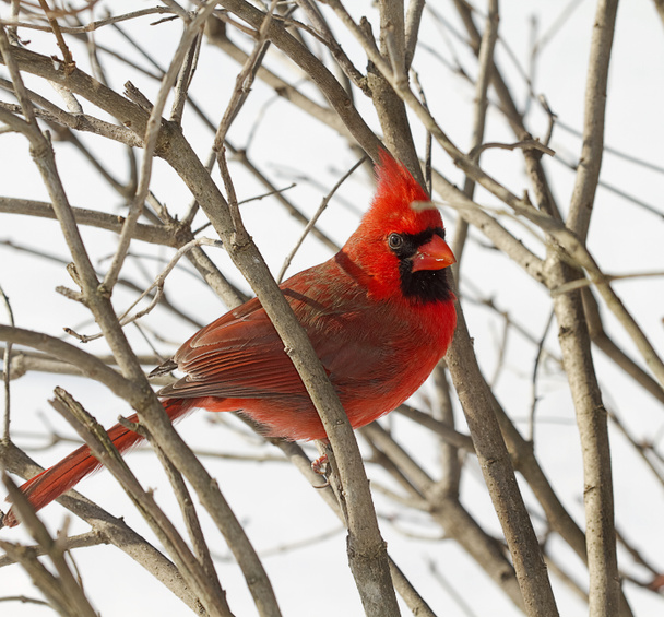 Красный кардинал сидел на ветвях снежного шторма
 - Фото, изображение