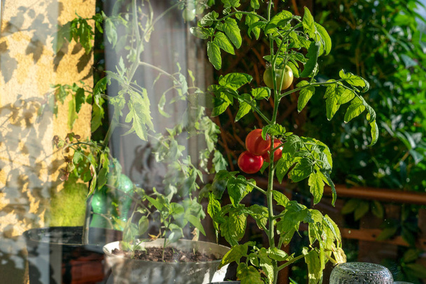 Ecological and natural ripe tomato hanging on the branch. Home cultivation of vegetables - Photo, Image