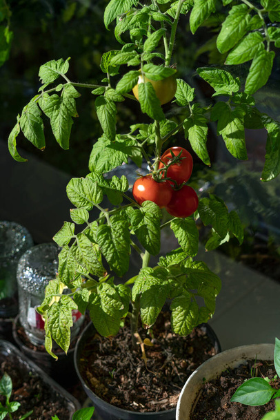 Dala asılı ekolojik ve doğal olgun domates. Evde sebze yetiştirme - Fotoğraf, Görsel