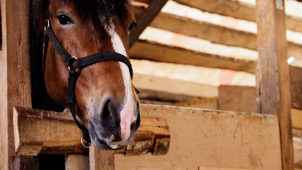 Cavallo bruno da masticare chiuso nel recinto - Foto, immagini