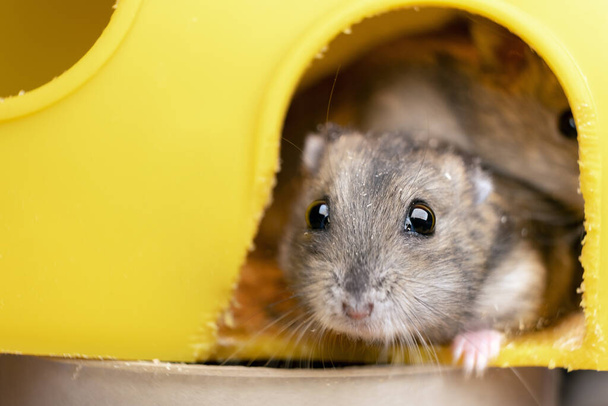 Small gray jungar hamster rat in yellow home cage. - Фото, зображення