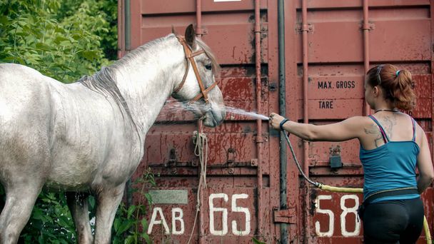 Een vrouw die buiten een wit paard wast - het paard water geven uit een slang - Foto, afbeelding