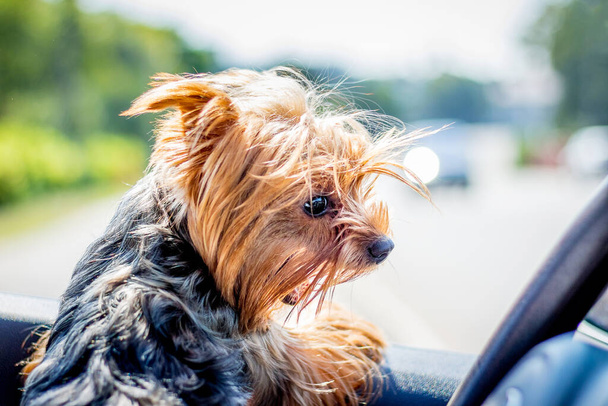 Küçük köpek cinsi Yorkshire Teriyeri bir arabanın direksiyonunda - Fotoğraf, Görsel