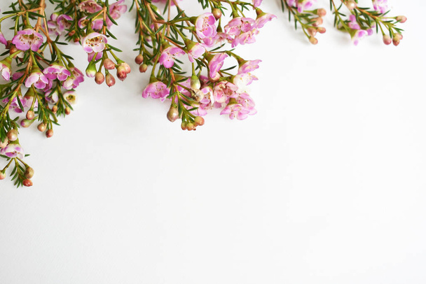 Flor silvestre nativa australiana pastel rosa Geraldton Wax cameleucium uncinatum aislado sobre fondo blanco, fondo floral violeta, decoración de la boda, primavera, botánica - Foto, Imagen