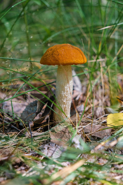 Um cogumelo comestível com um gorro vermelho em um talo branco na floresta ucraniana em um dia ensolarado. Conceito de hobby de cogumelos. Caça silenciosa. Espaço para cópia. Imagem vertical
. - Foto, Imagem