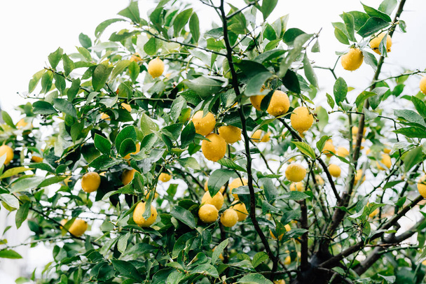 Ağacın dallarında sarı limon meyvesi, yaprakların arasında, yağmur damlalarıyla kaplı.. - Fotoğraf, Görsel