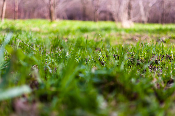 Green grass against the blue sky, view from below. - Photo, Image
