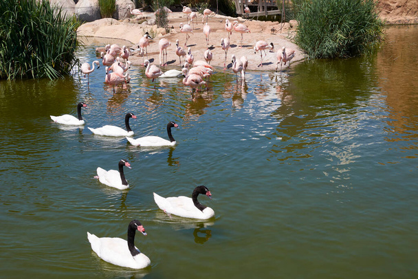Grupa łabędzi i flamingów na jeziorze, komplet ptaków, woda, słoneczny dzień - Zdjęcie, obraz