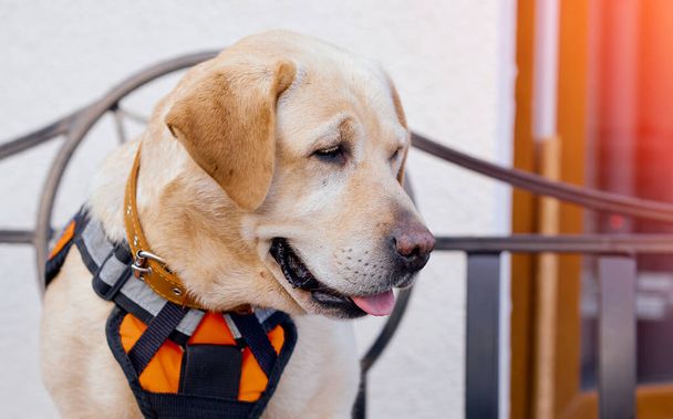 Dog lifeguard in special vest sits sticking out his tongue  - Photo, Image