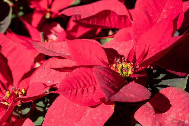 赤い葉を持つポインセチアの花屋外でのクローズアップ画像 - 写真・画像