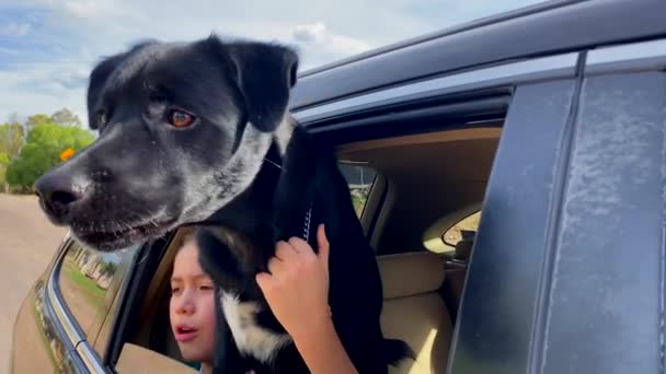 musta koira nojaa ulos auton ikkunasta - Materiaali, video