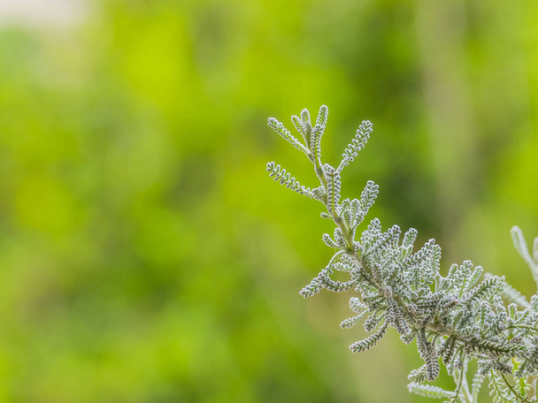 Santolina chamaecyparissus ramo su sfondo sfocato cotone lavanda - Foto, immagini