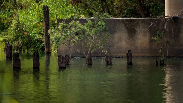 Madeira podre velha posta os restos de uma ponte em um riacho ao lado de uma parede de concreto
 - Foto, Imagem