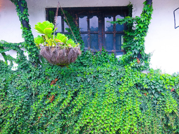 buitenmuur met groene klimplant en zwart venster - Foto, afbeelding
