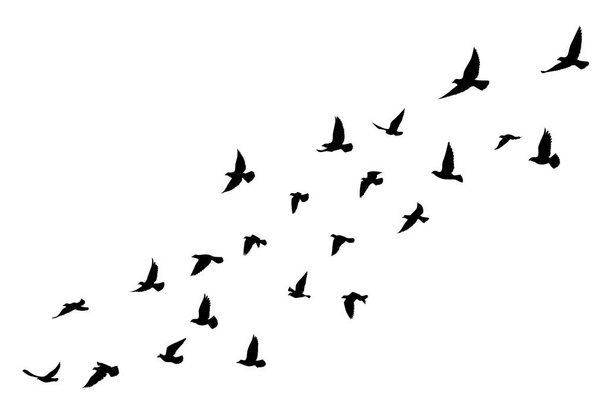 白い背景に空飛ぶ鳥のシルエット。ベクトルイラスト。隔離された鳥が飛んでる。タトゥーデザイン. - ベクター画像