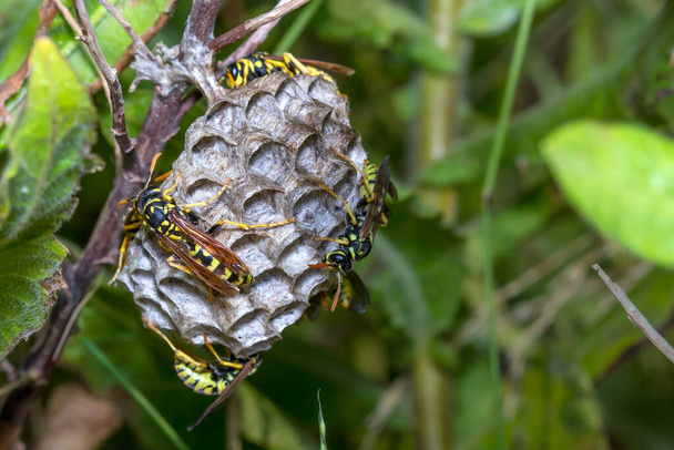Polistes dominula paper wasps taking care of their newly built nest. High quality photo - Photo, Image