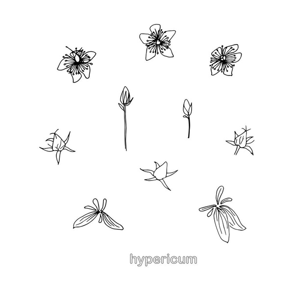 St. John's wort medicinal herb set. Monochrome flowers leaves hand drawn ink illustration for web, for print - Вектор,изображение