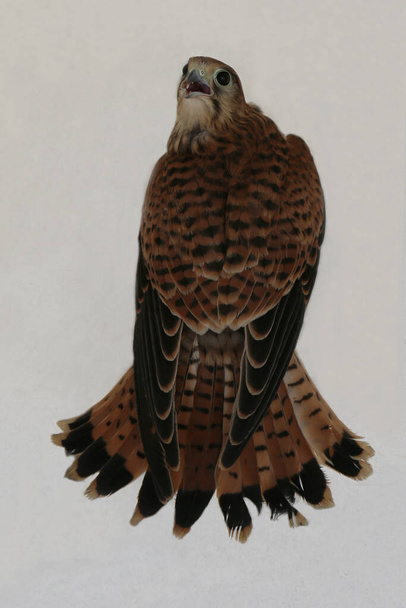 Falcon on a white background. Kestrel close-up. A wild, predatory bird. common Kestrel. Near. - Photo, Image