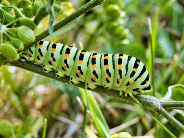 Close up of a caterpillar of the Swallowtail Butterfly (Papilio machaon) feeding on a wild parsnip plant - Photo, Image