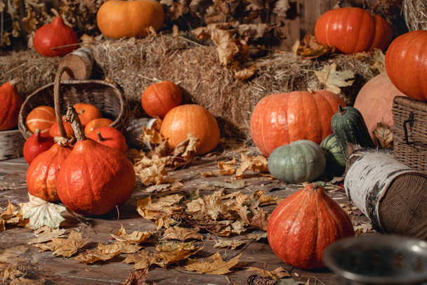 Beautiful pumpkins for Halloween lie on the wooden floor covered with hay and leaves in a dark old barn, a festive decoration. Great harvest, the harvest of vegetables. Thanksgiving day - Фото, зображення