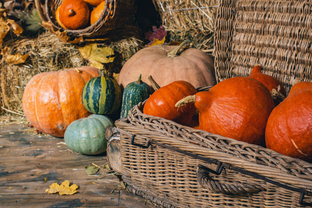 Beautiful pumpkins for Halloween lie in a basket and chest next to a hayloft and leaves in a dark wooden shed, a festive decoration. Excellent crop of vegetables. Thanksgiving day. Autumn background. - Фото, зображення