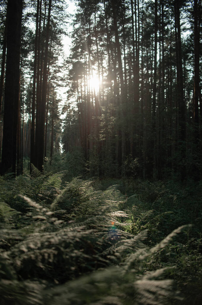  Les při západu slunce. Lesní krajina při západu slunce - Fotografie, Obrázek