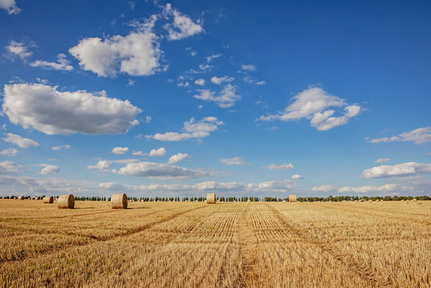 field with mown wheat and bales - Photo, Image